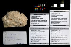 Foto (Objekt + Etikett) von Goniodromites sp.  (NHMW-GEO-1990-0041-3308b)